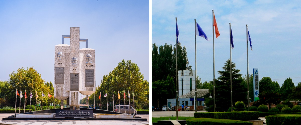 مسحوق الألولوز من النوع 98.5.jpg مسحوق الألولوز من النوع 98.5.jpg